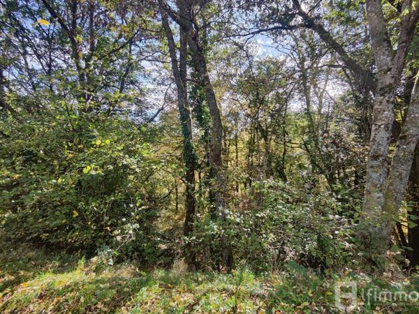 Terrain de 36,09 ares à Bourbach-le-Haut - Belle opportunité à saisir