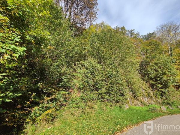 Terrain de 36,09 ares à Bourbach-le-Haut - Belle opportunité à saisir