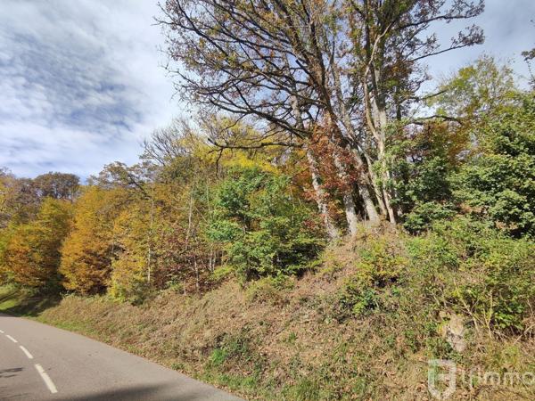 Terrain de 36,09 ares à Bourbach-le-Haut - Belle opportunité à saisir