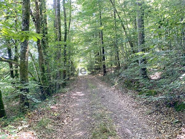 Charmant ensemble en pierre à rénover sur plus de 5 hectares de terrain
