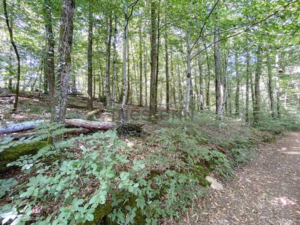 Charmant ensemble en pierre à rénover sur plus de 5 hectares de terrain