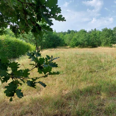 Maison à vendre 7 pièces MONTAUBAN (82) avec hangar de 150m², 6861m² de terrain avec une partie boisée.