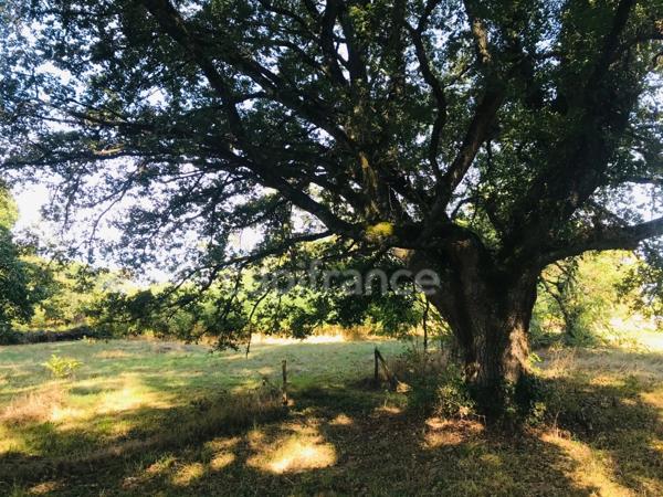 Dpt Cher (18), à vendre LE CHAUTAY terrain constructible de plus d'un hectare