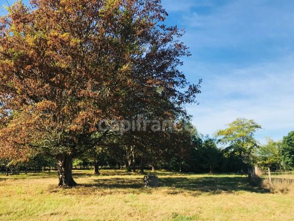 Dpt Cher (18), à vendre LE CHAUTAY terrain constructible de plus d'un hectare