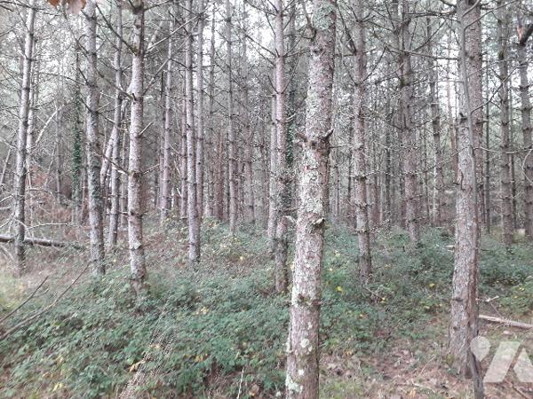 PARCELLE BOISEE DE 5 HA 90, IDEAL CHASSE, INVESTISSEMENT EN SOLOGNE