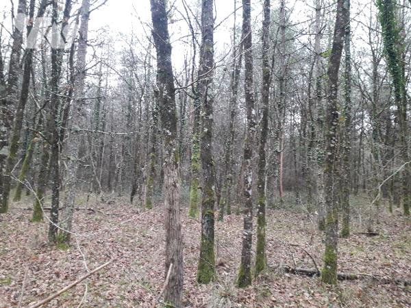 PARCELLE BOISEE DE 5 HA 90, IDEAL CHASSE, INVESTISSEMENT EN SOLOGNE