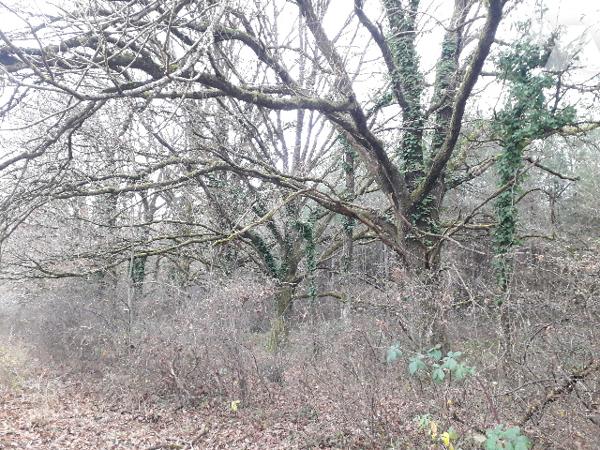 PARCELLE BOISEE DE 5 HA 90, IDEAL CHASSE, INVESTISSEMENT EN SOLOGNE