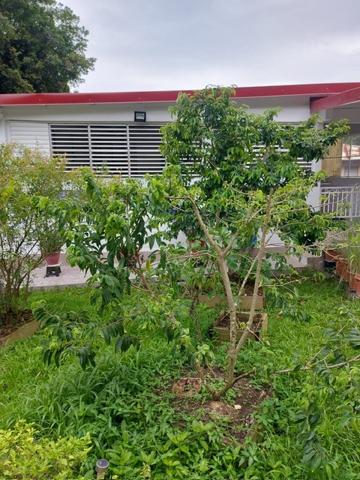 A LOUER dans secteur calme à la campagne , commune des Abymes, Appartement T2 de 60 m² meublé et équipée.