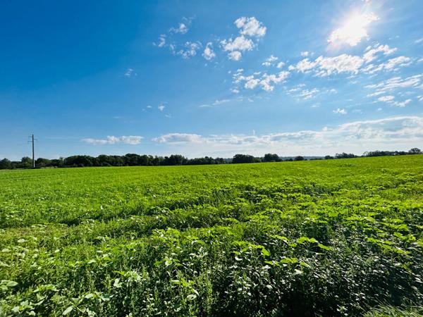 Terrain Jouarre face à la nature