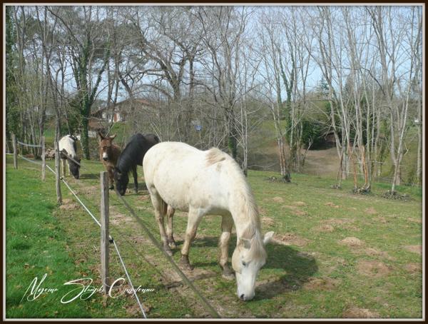 Dpt Landes (40), à vendre CAPBRETON Propriété de charme au calme.