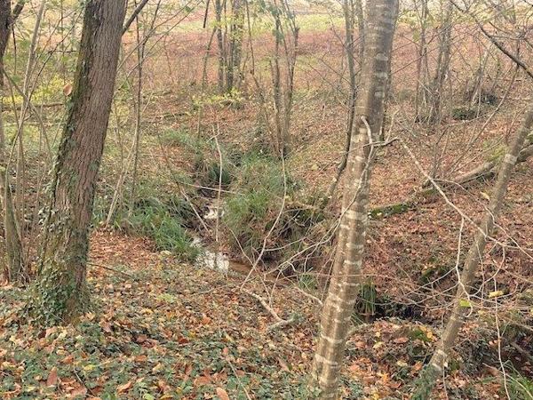 Proche Bazas - propriété 4 chambres, dépendances , 1 hectare 300 , Gironde (33) - NOUVELLE AQUITAINE