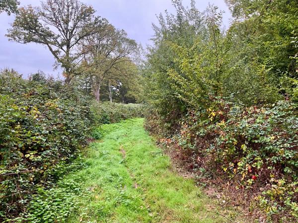 Terrain boisé de plus de 2 hectares à Vouzeron
