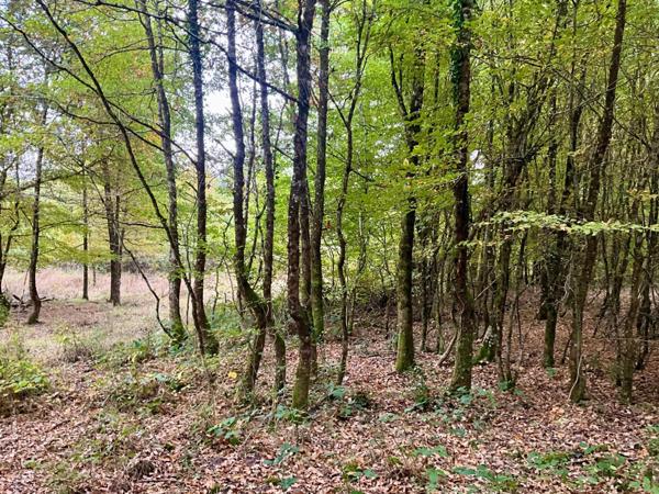 Terrain boisé de plus de 2 hectares à Vouzeron