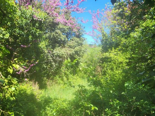 Maison ancienne Saint-Savinien 310 m²