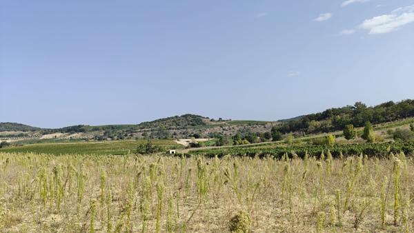 Proche Limoux - Terrain constructible de plus de 10 000m²
