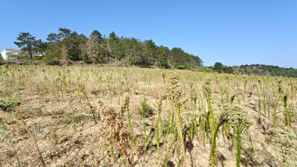 Proche Limoux - Terrain constructible de plus de 10 000m²