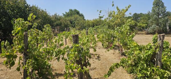 Maison à vendre à Maillezais (85420) - Vendée