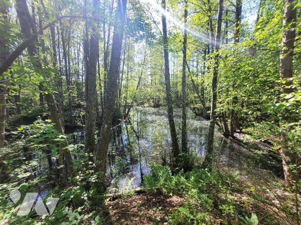 MAISON ANCIENNE CADRE BUCOLIQUE