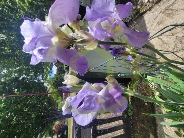 Maison mitoyenne à JOUDREVILLE (54490)