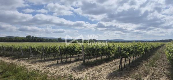 OPPORTUNITÉ EXCEPTIONNELLE - DOMAINE VITICOLE 19,65 HA