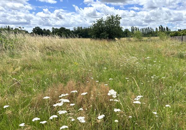 Terrain constructible de 590 m² viabilisé à Montauban secteur Birac