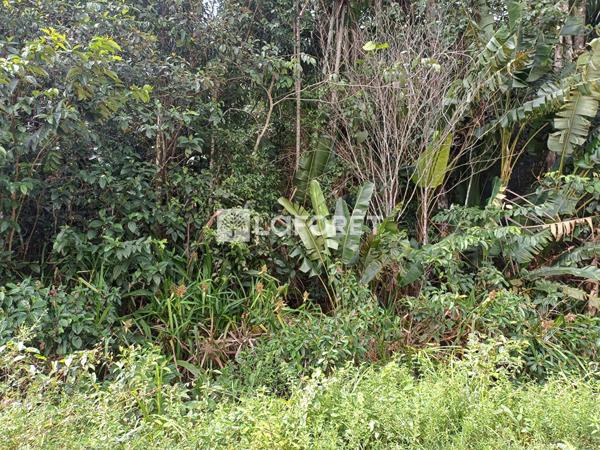 Achat terrain Montsinéry-Tonnegrande - 10001 m² - 65 500 €