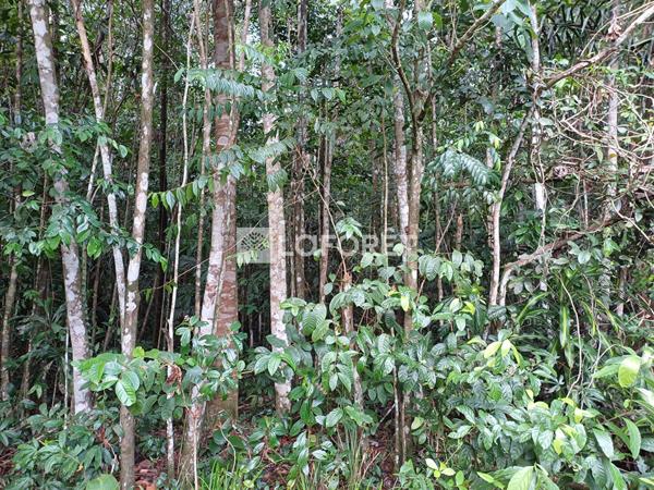 Achat terrain Montsinéry-Tonnegrande - 10001 m² - 65 500 €