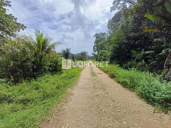 Achat terrain Montsinéry-Tonnegrande - 10001 m² - 65 500 €