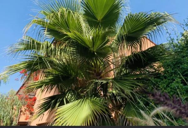 Achat maison Calcatoggio - 6 pièce(s) - 220 m² - 990 000 €