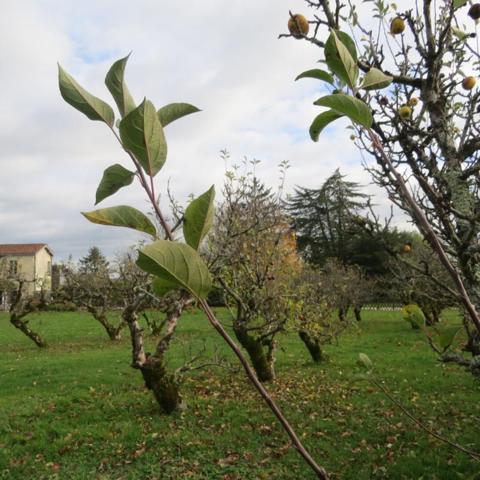 Maison de caractère et familiale en coeur de bourg