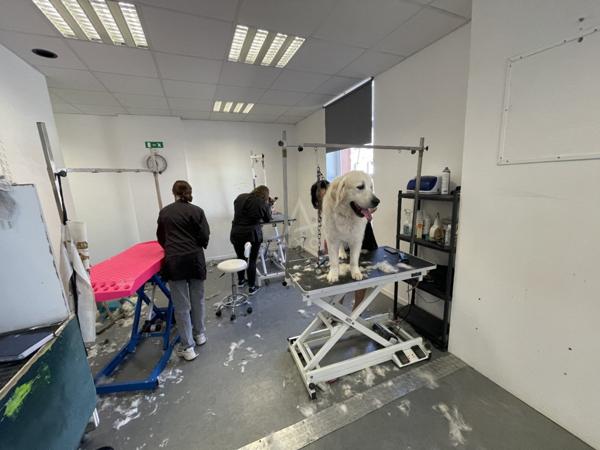 Fond de Commerce Toilettage canin de 70m² environs et de 3 pièces