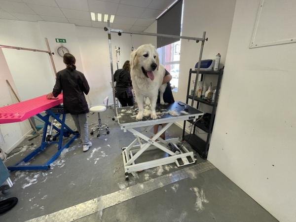 Fond de Commerce Toilettage canin de 70m² environs et de 3 pièces