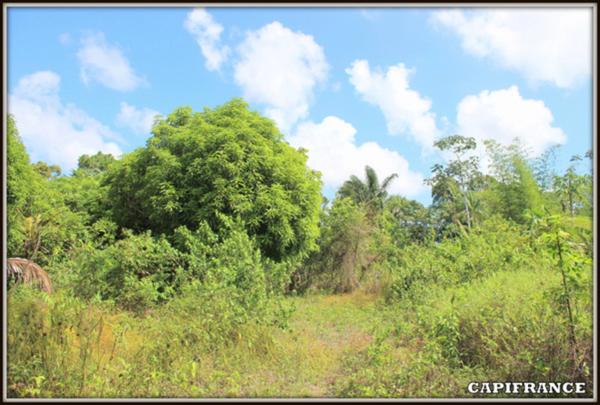 A VENDRE A MACOURIA (Guyane Française) UN TERRAIN CONSTRUCTIBLE DE 3 474 m² AU PRIX DE 180 000 €.