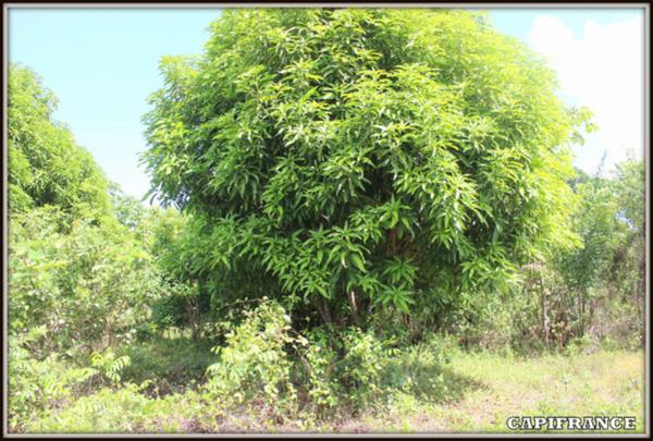 A VENDRE A MACOURIA (Guyane Française) UN TERRAIN CONSTRUCTIBLE DE 3 474 m² AU PRIX DE 180 000 €.