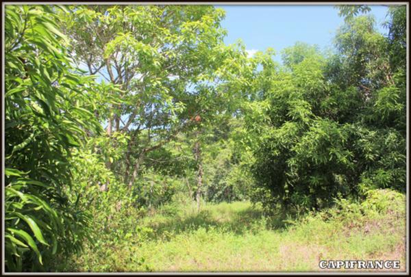 A VENDRE A MACOURIA (Guyane Française) UN TERRAIN CONSTRUCTIBLE DE 3 474 m² AU PRIX DE 180 000 €.