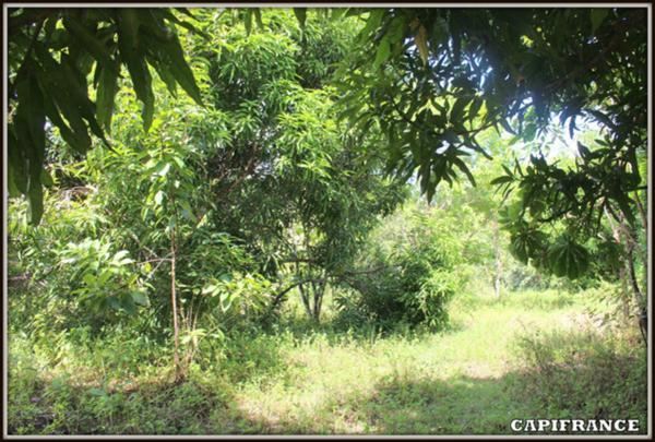 A VENDRE A MACOURIA (Guyane Française) UN TERRAIN CONSTRUCTIBLE DE 3 474 m² AU PRIX DE 180 000 €.