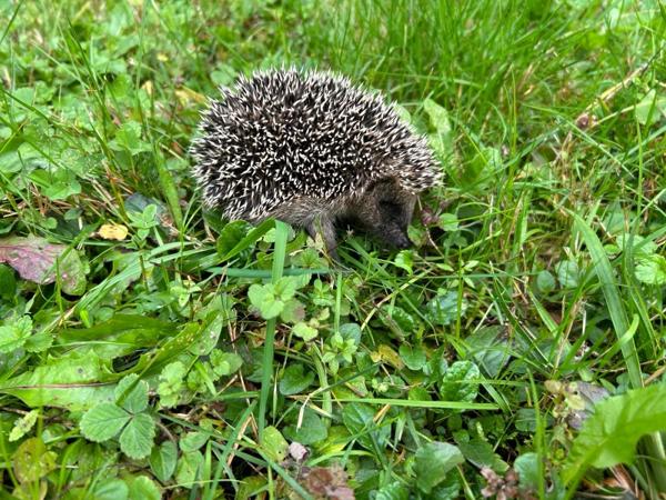 Saint-Martin-Bellevue (74370) Maison à étage,130 m², 3 chambres, sur sous sol complet sur un green de 1528 m², garage et porche