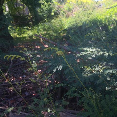 Terrain a batir avec maison a detruire