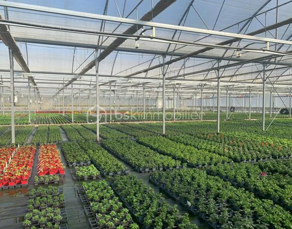 À seulement 10 minutes des commerces et commodités, cet ensemble horticole rare sur le marché offre une opportunité idéale pour un porteur de projet souhaitant allier vie résidentielle et activité professionnelle. L’exploitation bénéficie d’une clientèle régionale fidèle, d’un chiffre d’affaires solide et de perspectives de développement particulièrement attractives.
Infrastructures professionnelles – Un outil de production complet et performant
Serres et zones de culture
•	Serre froide de 2 450 m² équipée d’un système d’arrosage par sprinklers.
•	Serre chaude de 4 750 m², dotée d’un chauffage au sol, d’un rideau d’ombrage automatique et d’une irrigation en hauteur.
•	Serre froide de 6 200 m², parfaite pour la préparation des cultures dans des conditions de travail optimales.
•	Trois serres tunnel totalisant 1 250 m², idéales pour diversifier ou développer des cultures spécifiques.
Logistique & équipements
•	Quai de déchargement de 500 m², facilitant les livraisons et l’expédition.
•	Local technique de 60 m² avec zone sanitaire et local pompe d’irrigation.
•	Dépendance de 100 m² comprenant un bureau et une zone de stockage.
•	Allées bétonnées dans chaque serre, assurant confort de travail et efficacité de manutention.
•	Matériel complet inclus dans la vente, permettant une reprise immédiate de l’activité.
Ressources & autonomie
•	Système d’irrigation performant, appuyé par des droits de pompage et une zone tampon de stockage d’eau.
•	Bâtiment photovoltaïque sous bail emphytéotique, offrant un espace de stockage supplémentaire.
Partie Habitation sur place
•	Maison T4 de 120 m² à restaurer, idéale pour loger le porteur de projet, un salarié ou accueillir une famille souhaitant vivre au cœur de l’exploitation.
Atouts majeurs & perspectives de développement
•	Clientèle fidèle et régulière, assurant une base de chiffre d’affaires solide.
•	Possibilités de diversification des cultures, de développement de la vente directe, de production spécialisée ou d’activités complémentaires (pépinière, ateliers, circuits courts…).
•	Un site clé en main, rare par sa taille, son équipement et son potentiel d’évolution.
•	Un emplacement stratégique, proche des services tout en offrant un cadre de travail privilégié.
Contact
Dossier complet, informations complémentaires et visite sur demande. 
Une opportunité unique pour développer un projet horticole ambitieux dans un environnement parfaitement adapté.
