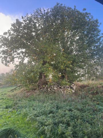 Terrain de 2 800 m² avec bâtiment en pierre – Lonlay-l’Abbaye