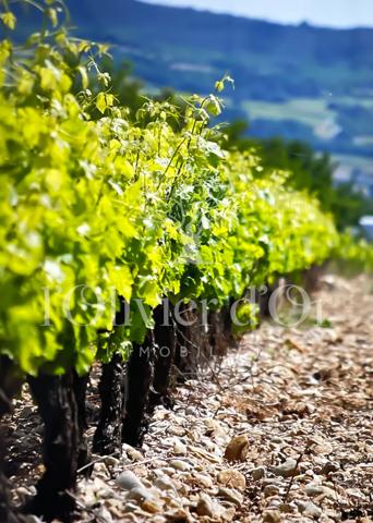 Tulette (26790) Vignoble à vendre en Drôme Provençale