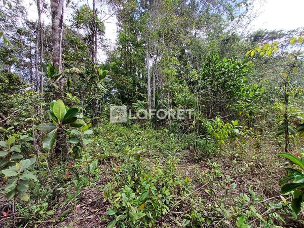 Achat terrain Roura - 20000 m² - 152 300 €