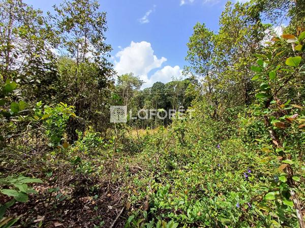 Achat terrain Roura - 20000 m² - 152 300 €