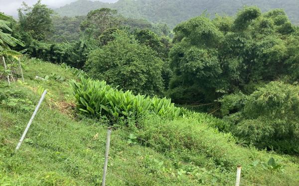 Terrain à vendre    Basse-Pointe