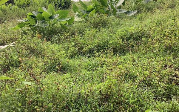 Terrain à vendre    Basse-Pointe