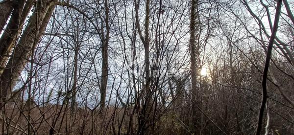 GERMIGNY L'EVEQUE : A VENDRE 4 parcelles Naturelles et Boisées,   NON CONSTRUCTIBLES