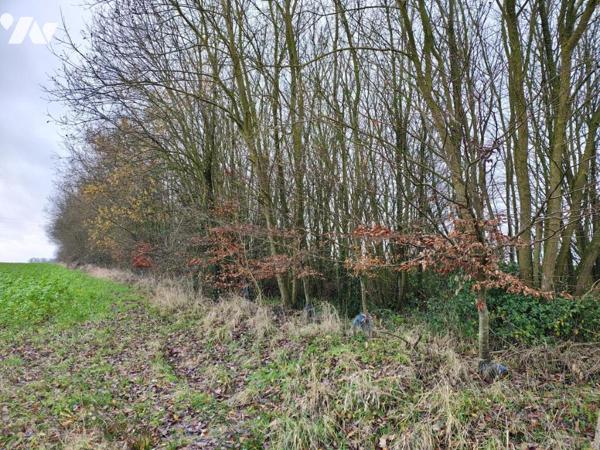 NOUVEAUTE - BOIS SUR WISMES 