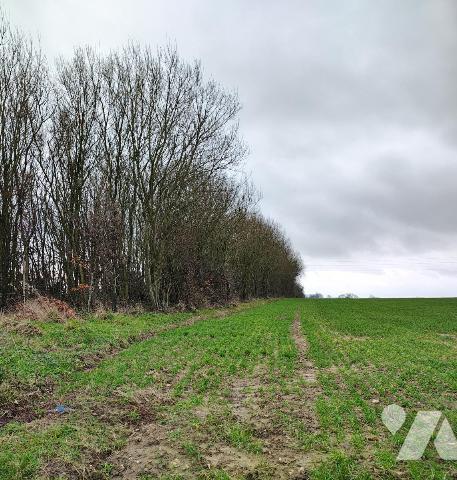 NOUVEAUTE - BOIS SUR WISMES 