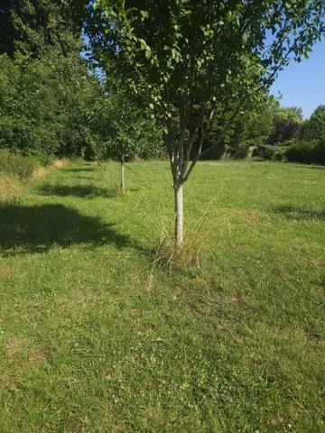 Terrain à BIACHES (80200)