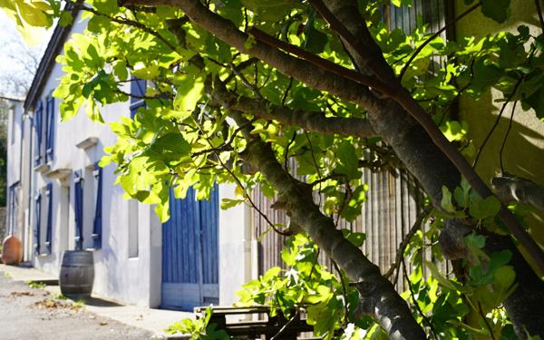 Maison à vendre    5 pièces •  Cascastel-des-Corbières